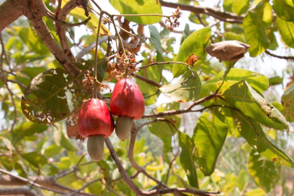 ako rastú kešu orechy na strome