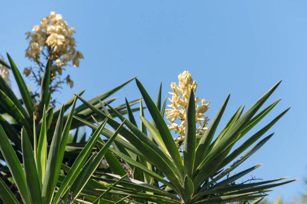 yucca detox kvitnuca palma